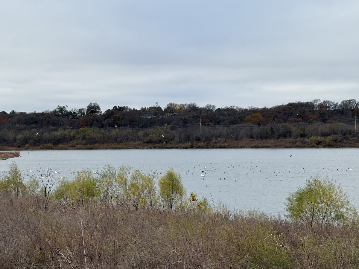 Cormoran à aigrettes - ML645652304