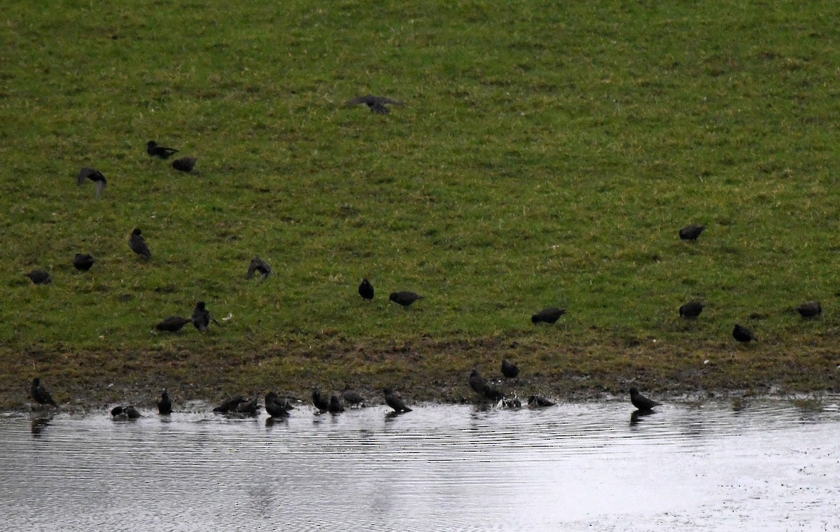 Шпак звичайний - ML645652305