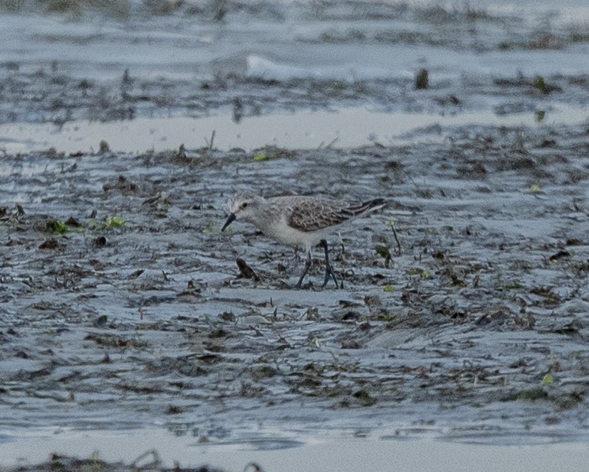 חופית אדומת-צוואר - ML645652308