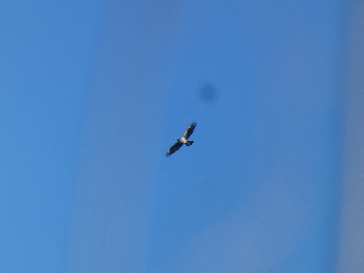 Bonelli's Eagle - ML645652311