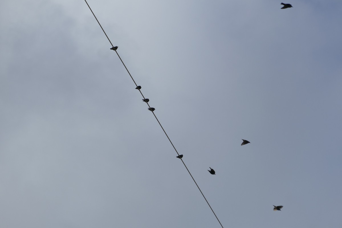 זרזיר שחור - ML645652313