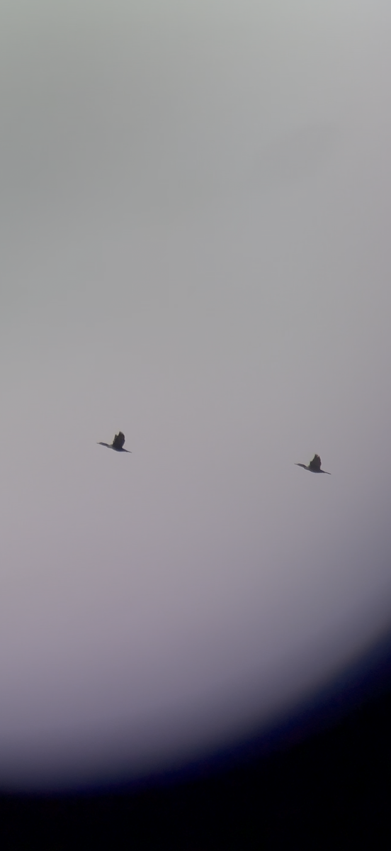 Cormoran à aigrettes - ML645652348