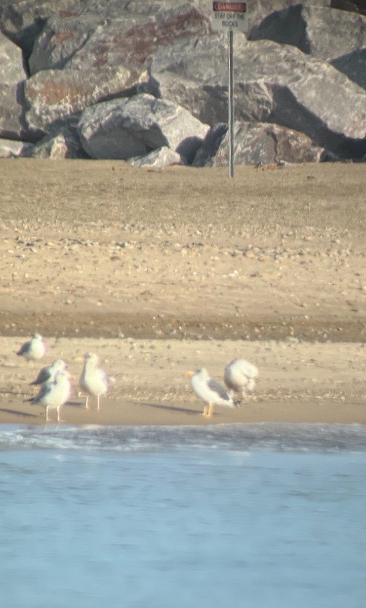 Zafferano - ML645652349