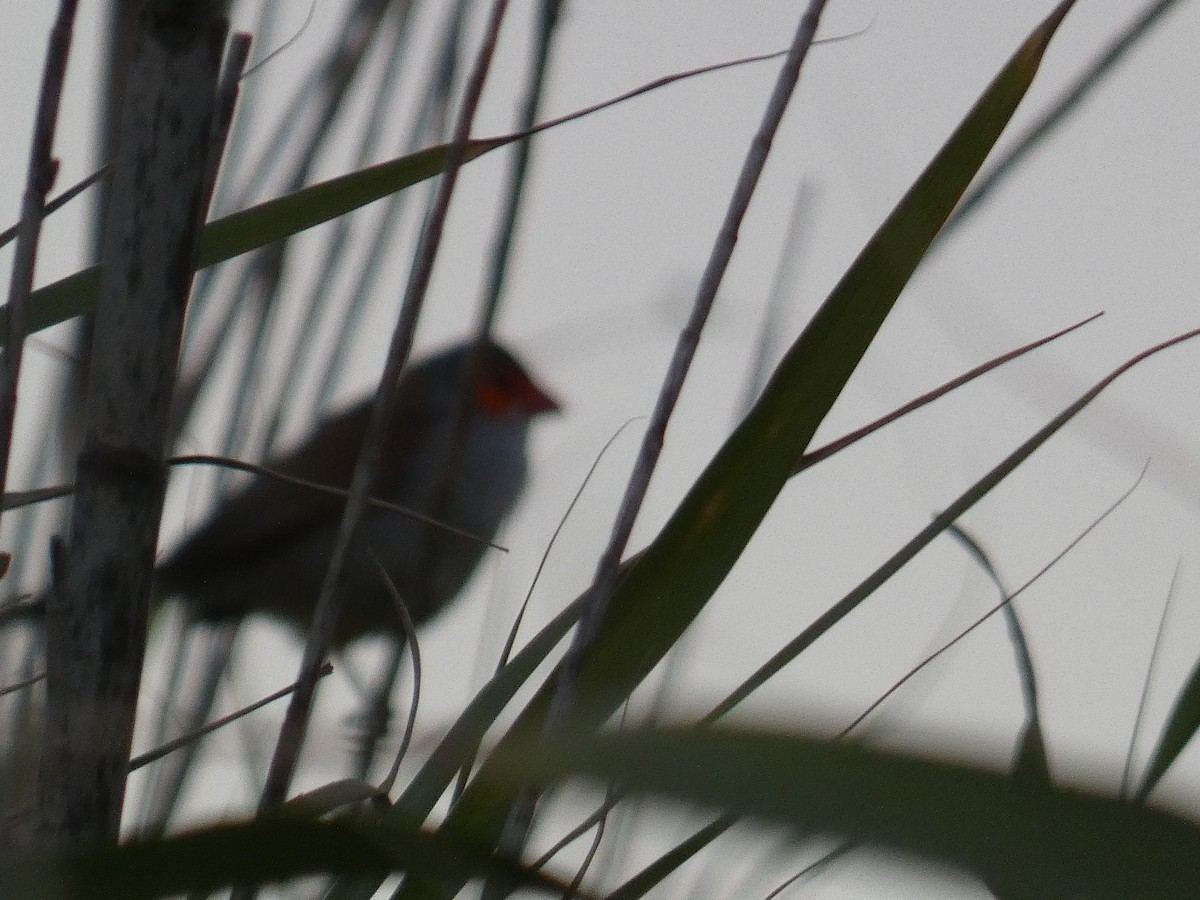 Orange-cheeked Waxbill - ML645652358