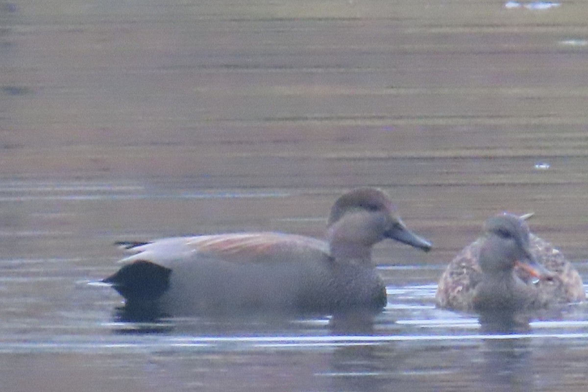 Gadwall - ML645652370