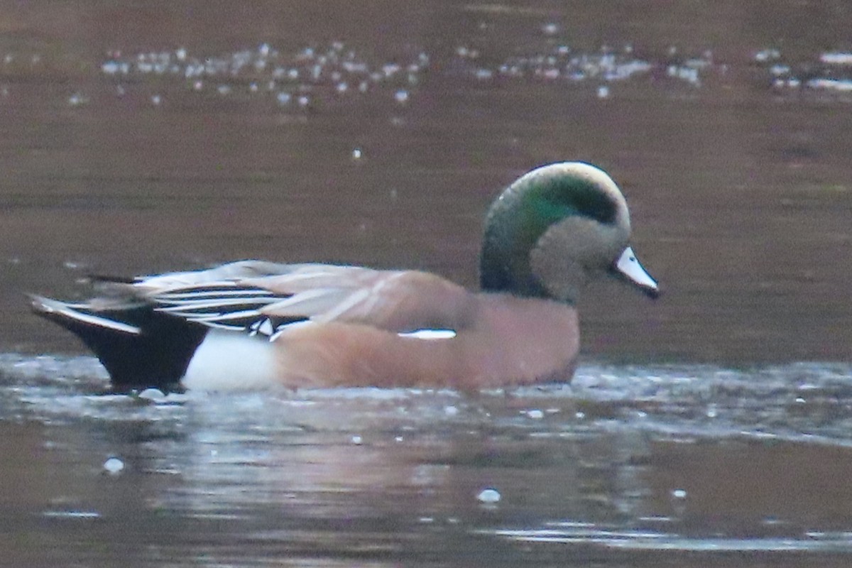 American Wigeon - ML645652373