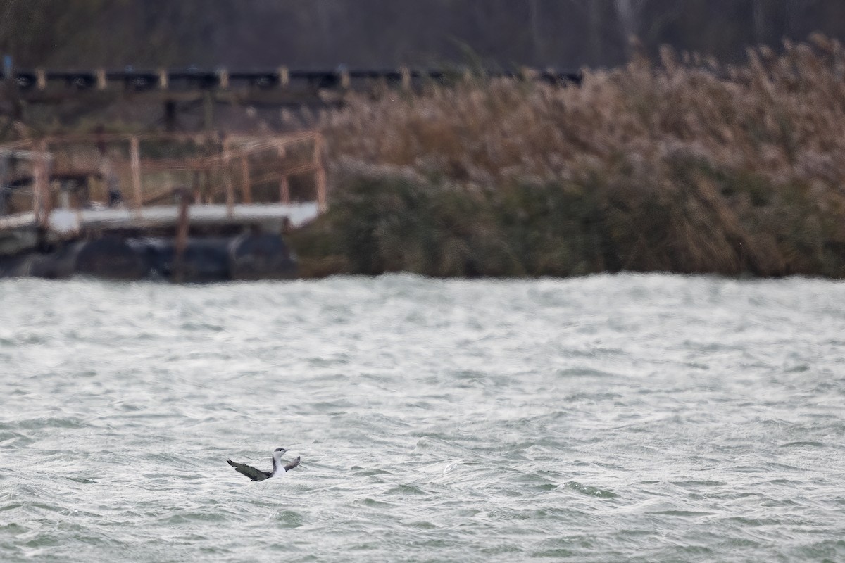 Краснозобая гагара - ML645652376