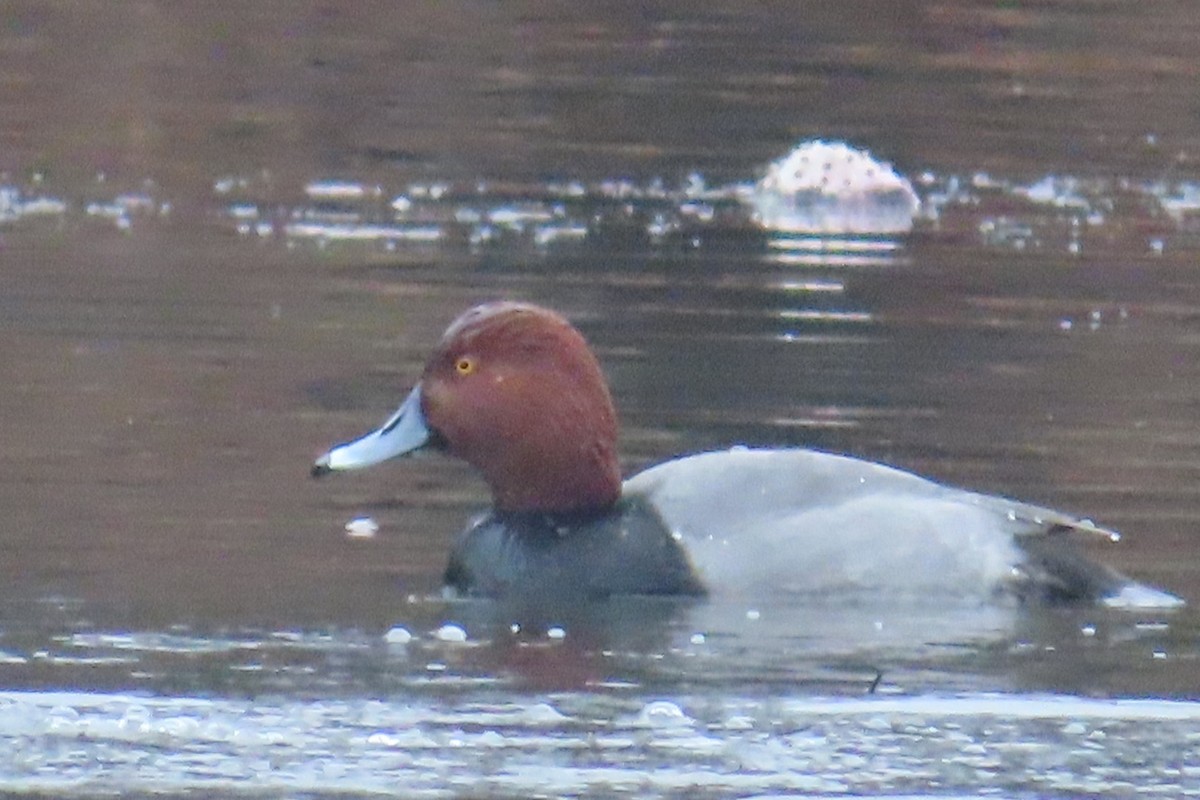 Redhead - ML645652377