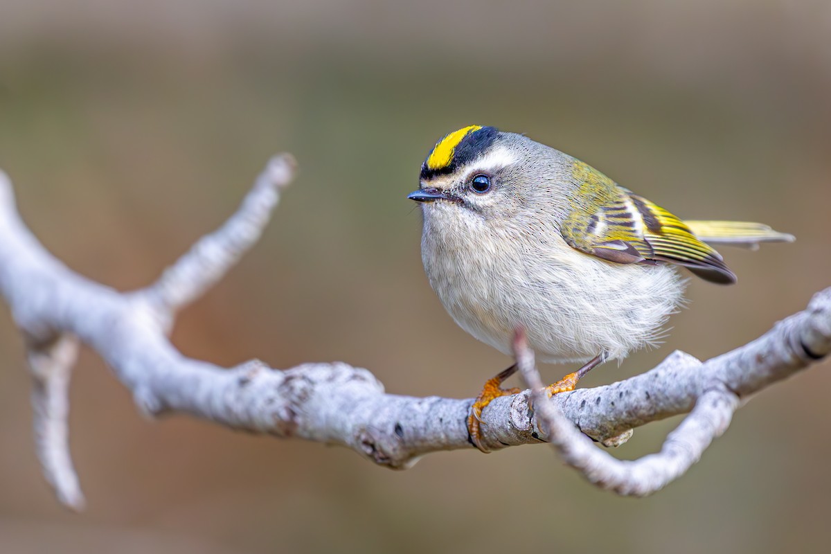 Golden-crowned Kinglet - ML645652378