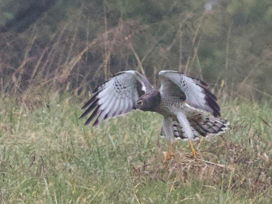 moták severoamerický - ML645652380