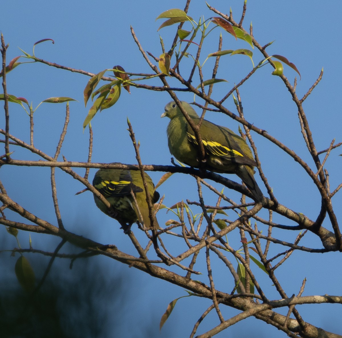 Gray-fronted Green-Pigeon - ML645652381