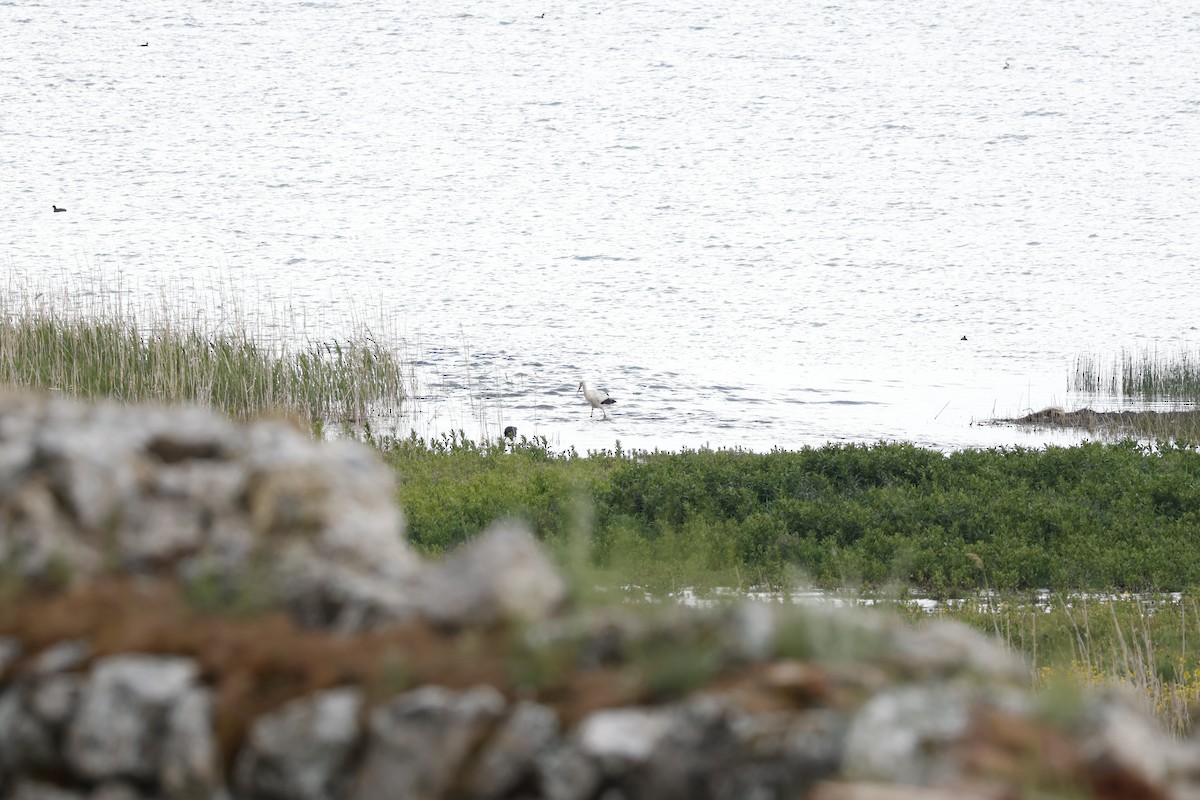 White Stork - ML645652390