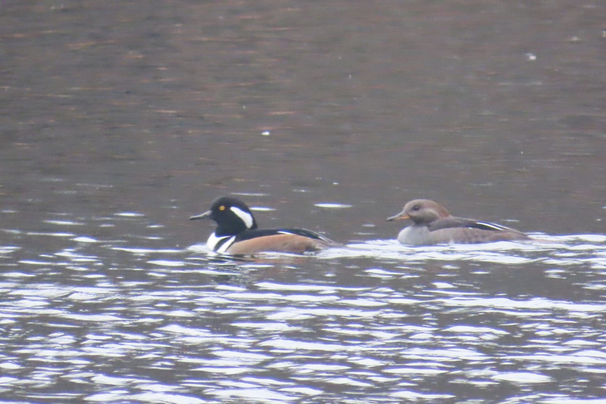 Hooded Merganser - ML645652391