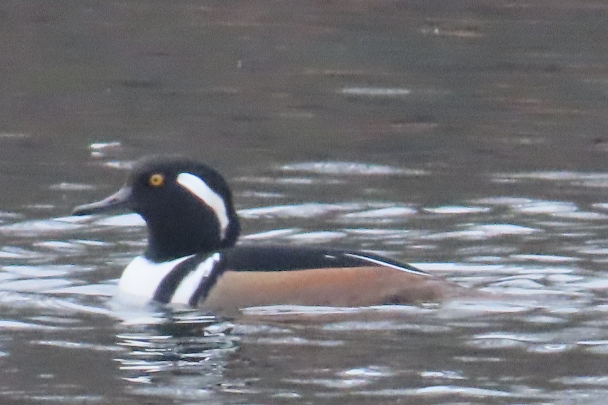Hooded Merganser - ML645652392