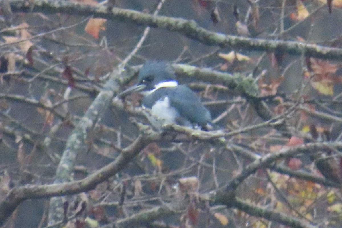 Belted Kingfisher - ML645652400