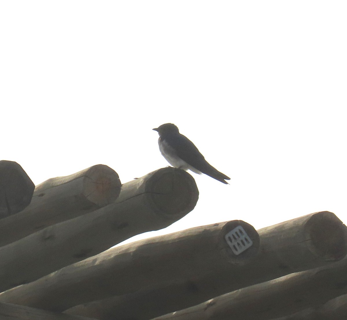 Gray-breasted Martin - ML645652401