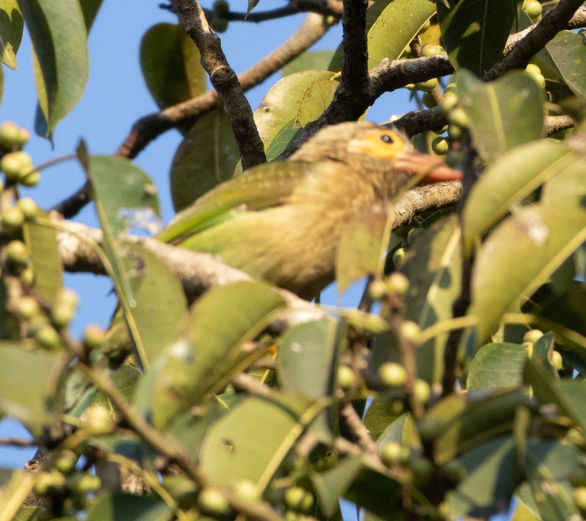 Brown-headed Barbet - ML645652403