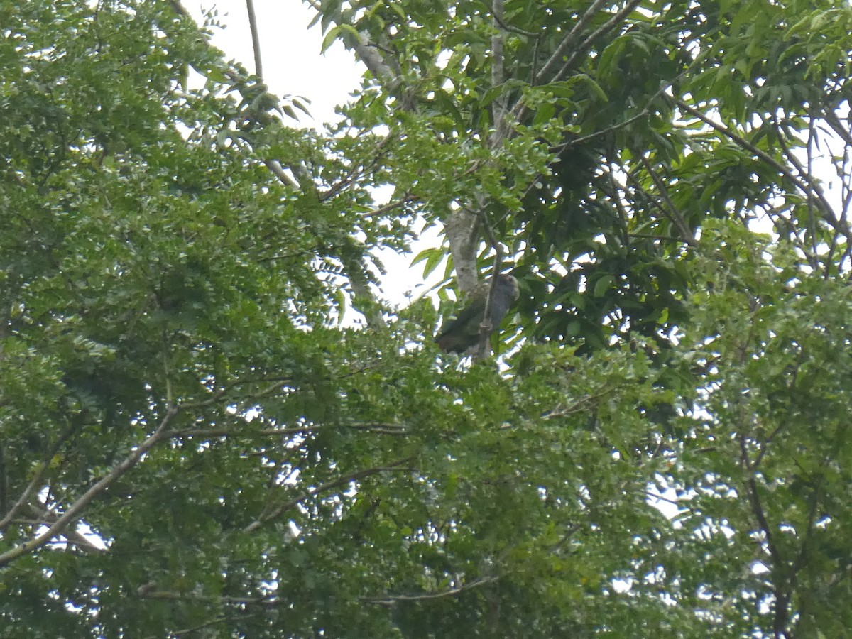 White-crowned Parrot - ML645652405