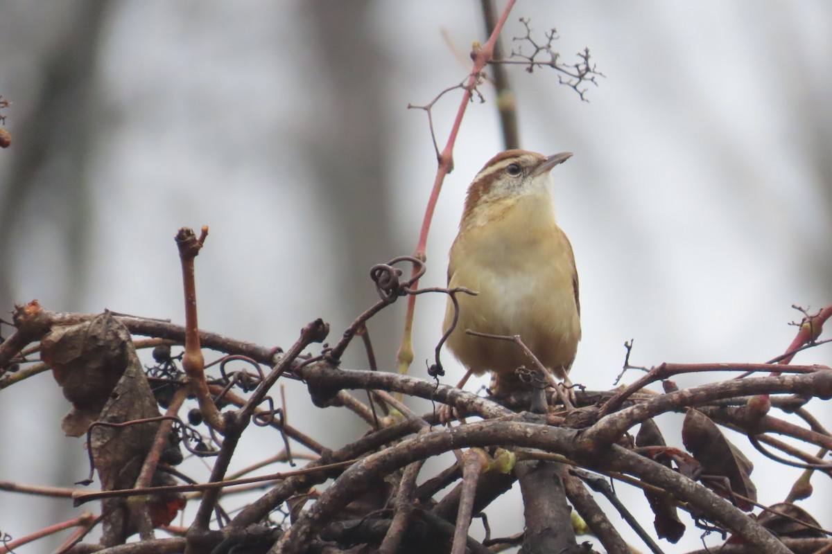 Carolina Wren - ML645652406