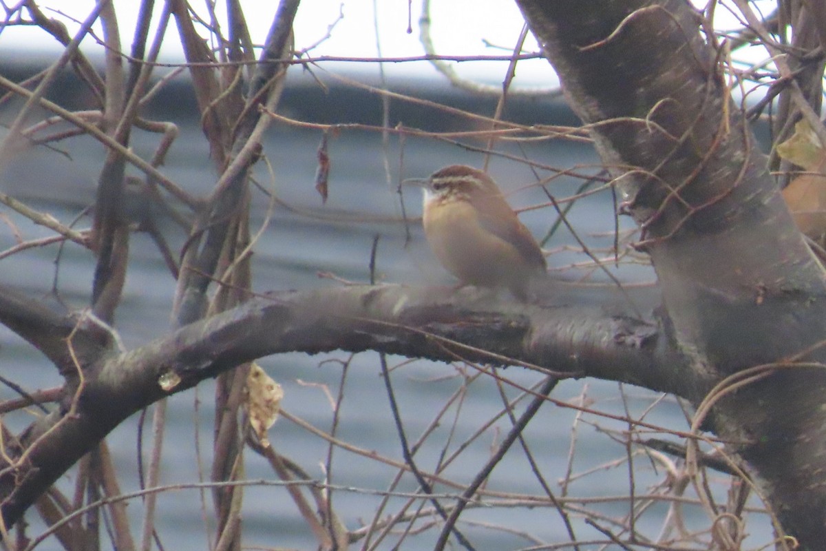Carolina Wren - ML645652407
