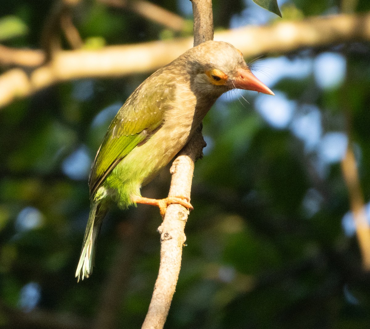 Brown-headed Barbet - ML645652408