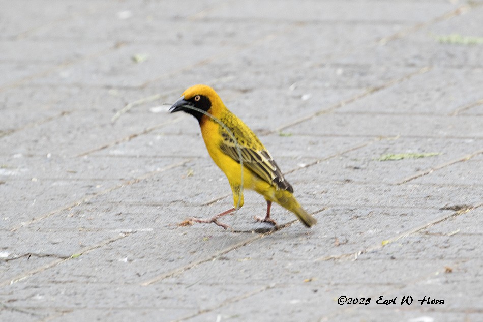 Speke's Weaver - ML645652409