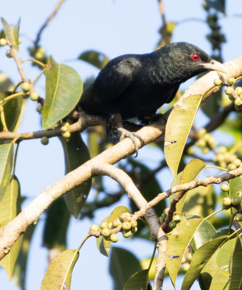 噪鵑 - ML645652410