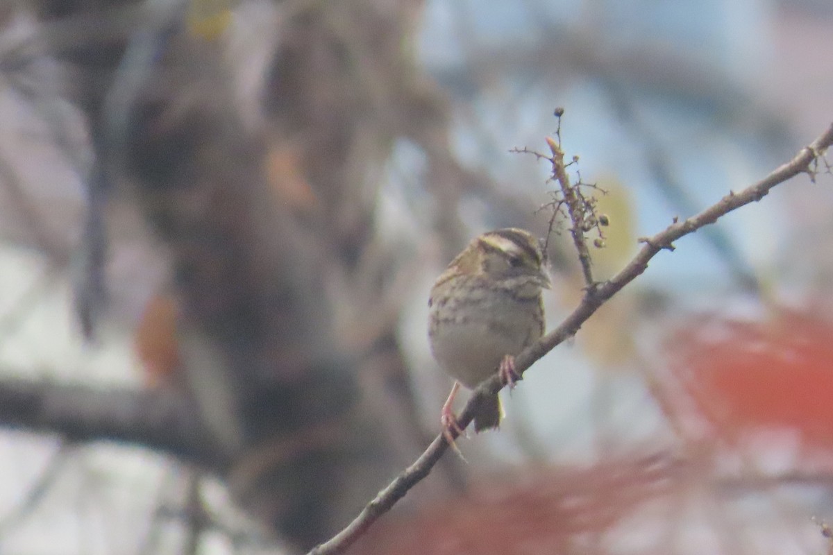 White-throated Sparrow - ML645652411
