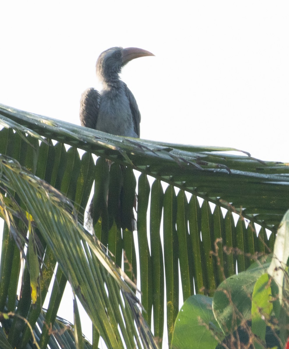 Malabar Gray Hornbill - ML645652412
