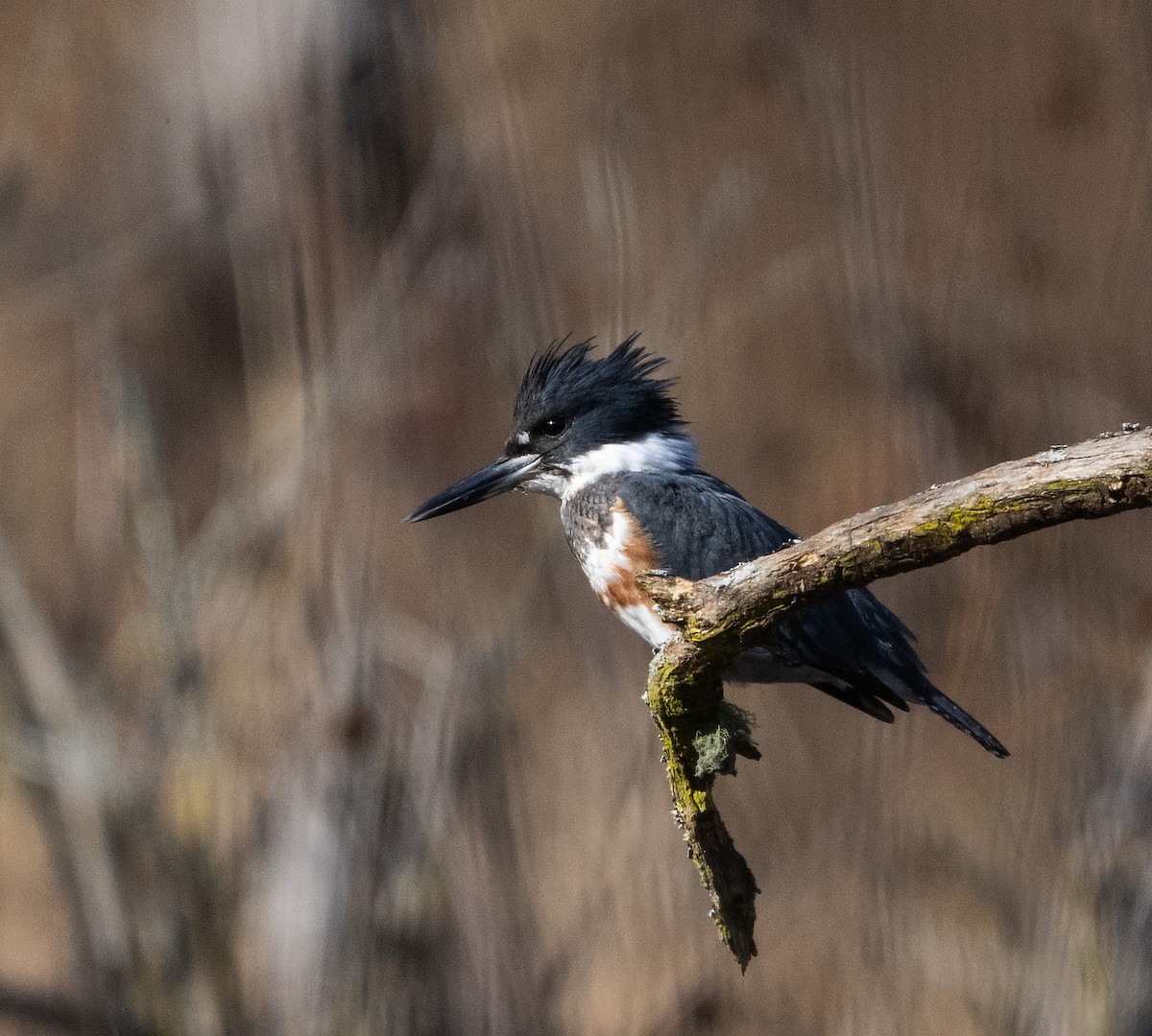 Belted Kingfisher - ML645652413