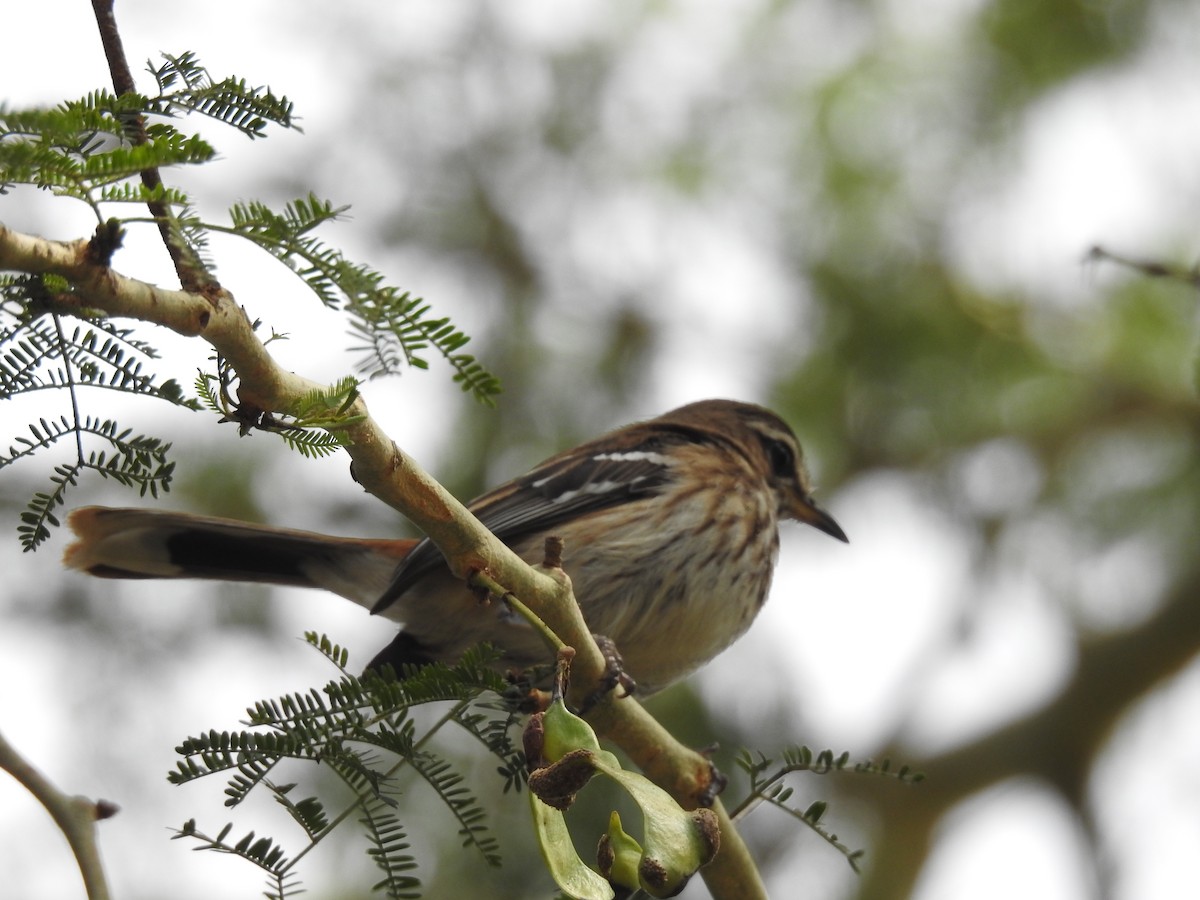 White-browed Scrub-Robin - ML645652415