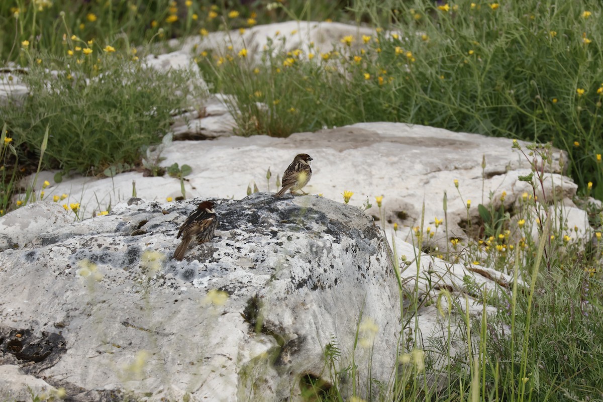 Spanish Sparrow - ML645652416