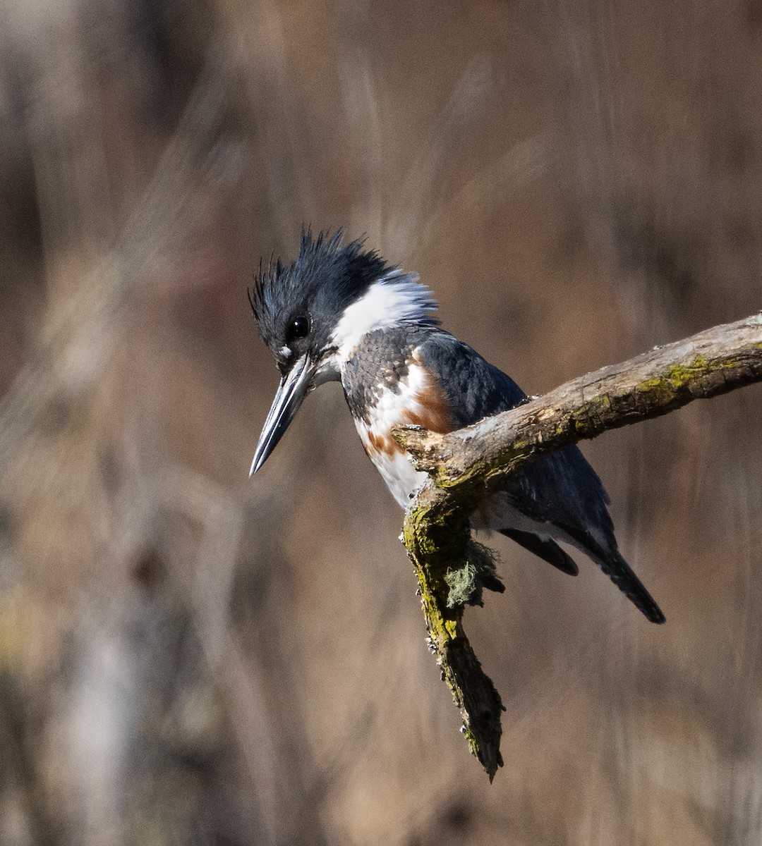 Belted Kingfisher - ML645652417
