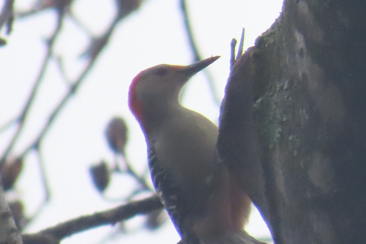 Red-bellied Woodpecker - ML645652418