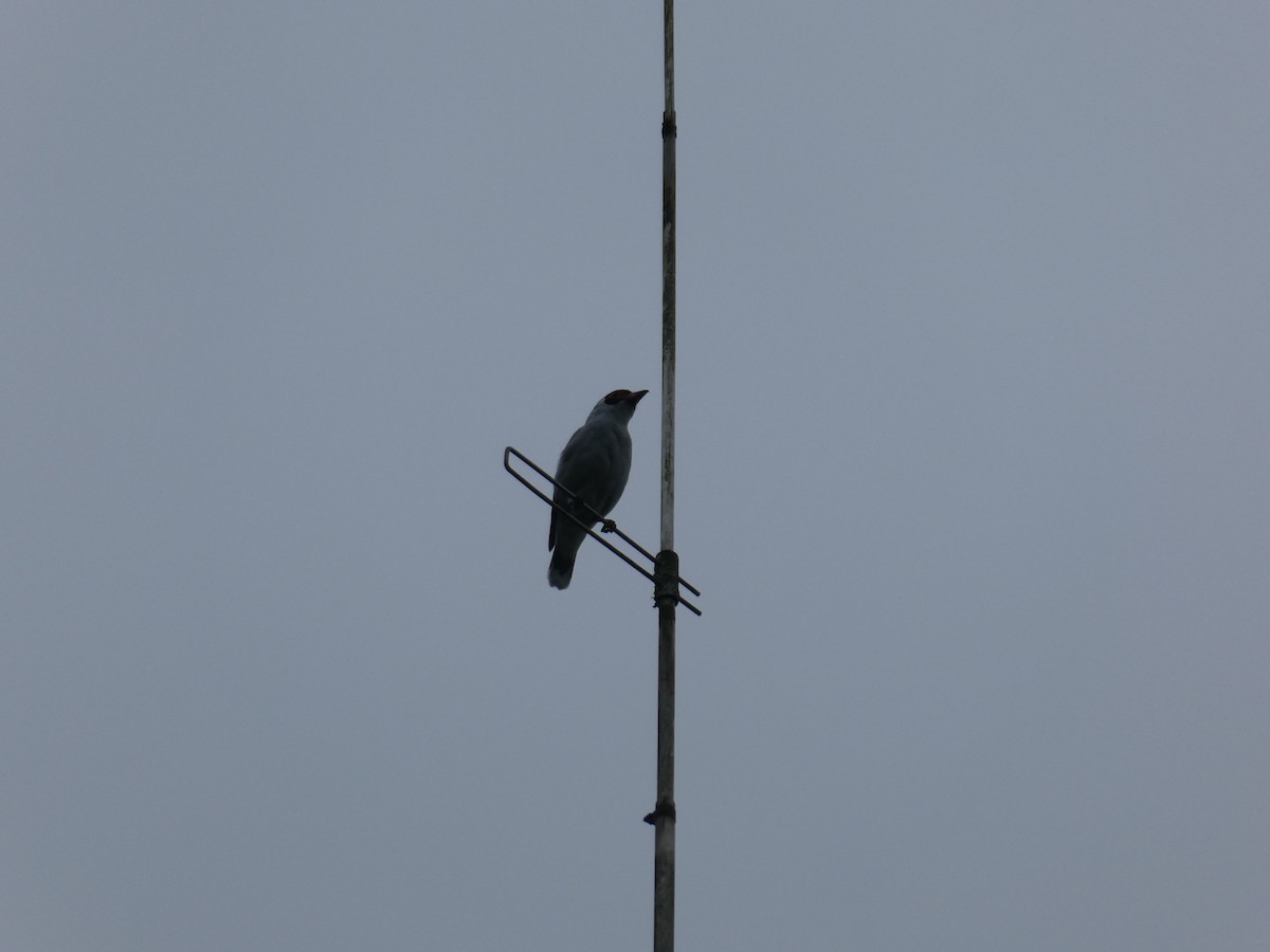 Masked Tityra - ML645652419