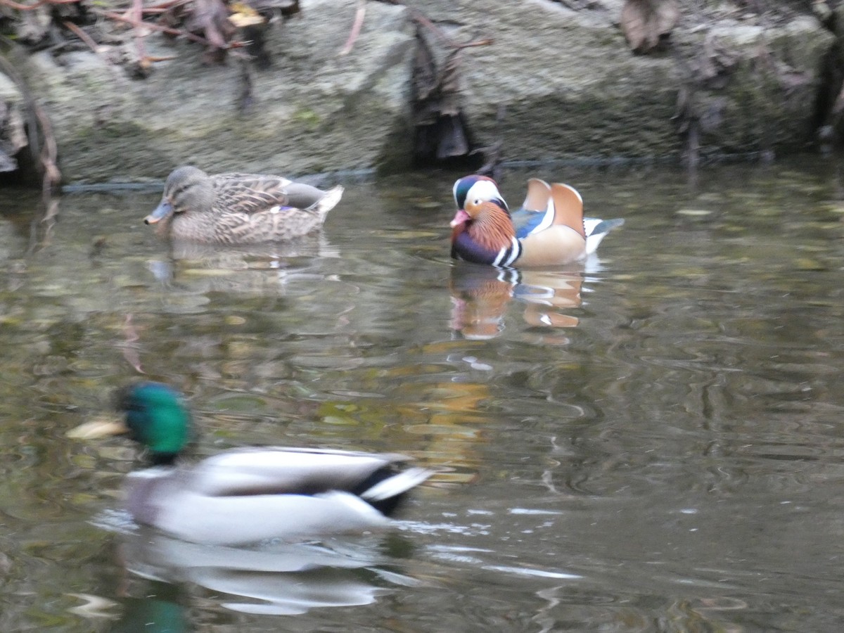 鴛鴦 - ML645652420