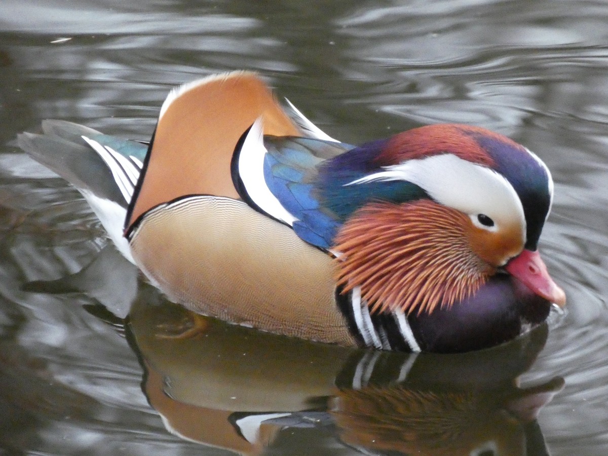 鴛鴦 - ML645652421