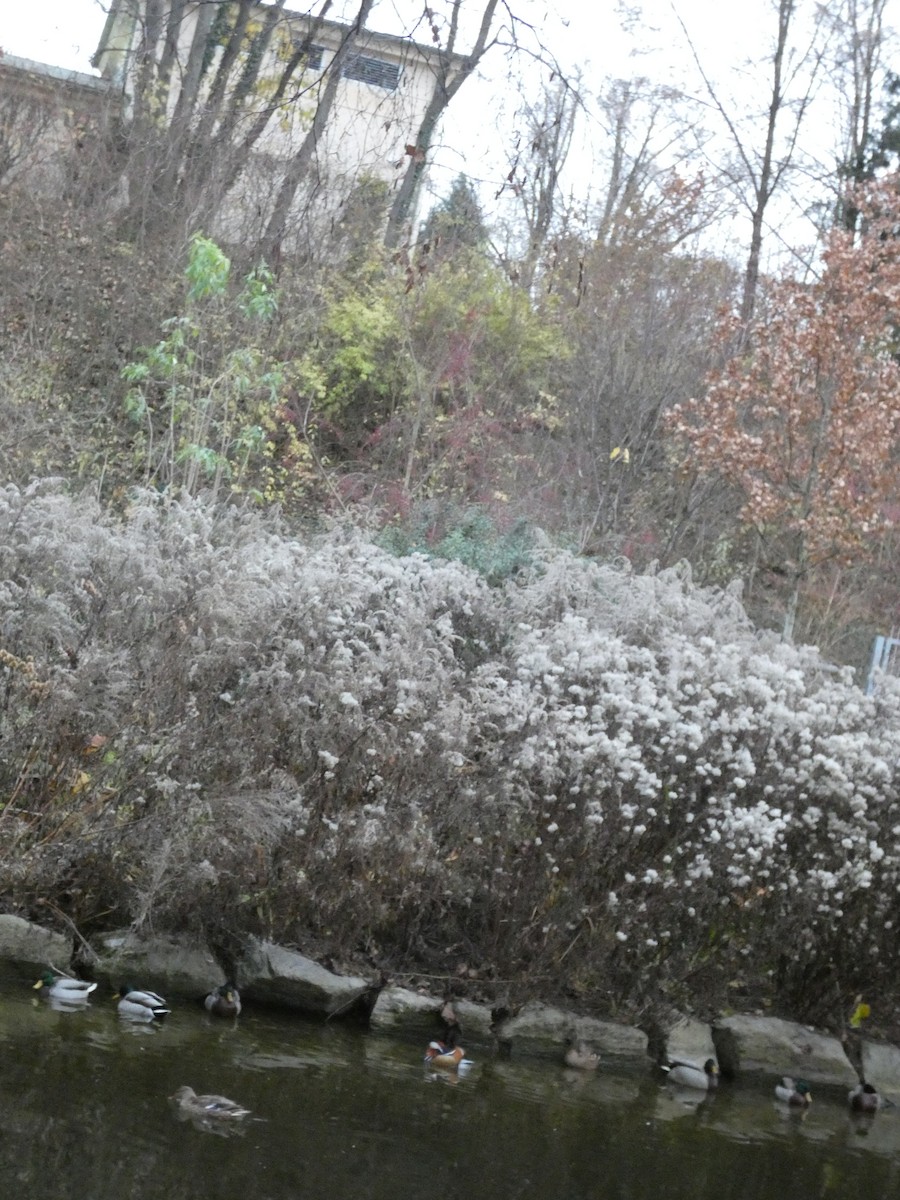 鴛鴦 - ML645652422