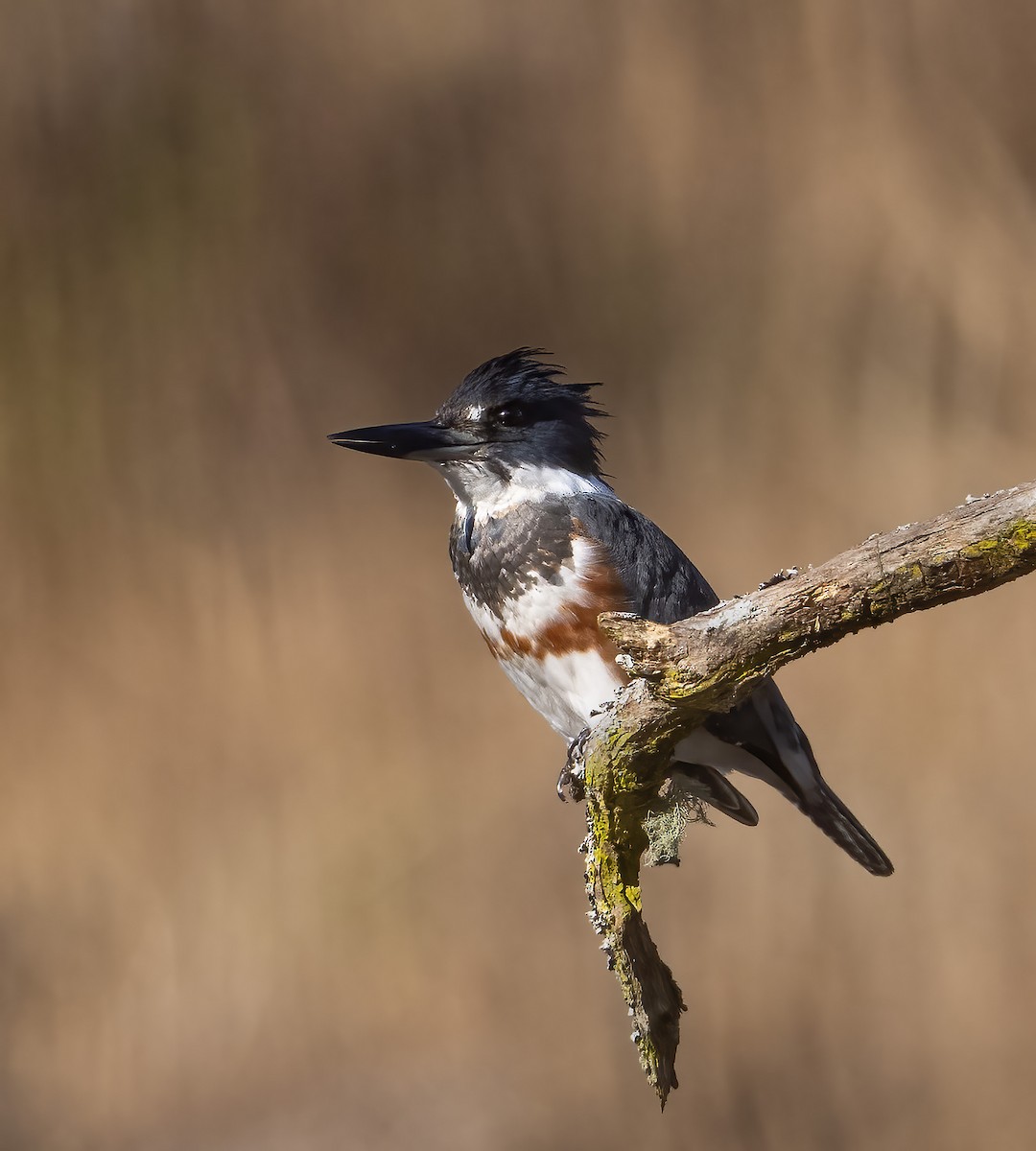 Belted Kingfisher - ML645652423