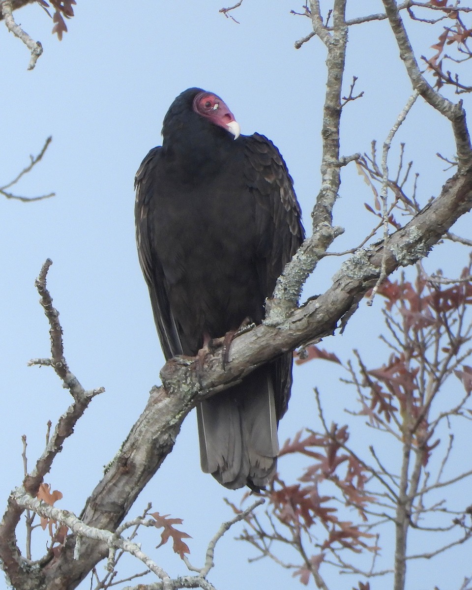 Turkey Vulture - ML645652424