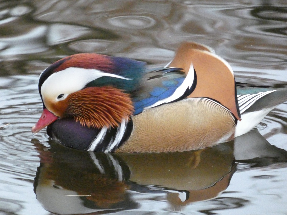 鴛鴦 - ML645652425