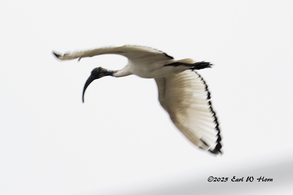 埃及聖䴉 - ML645652426