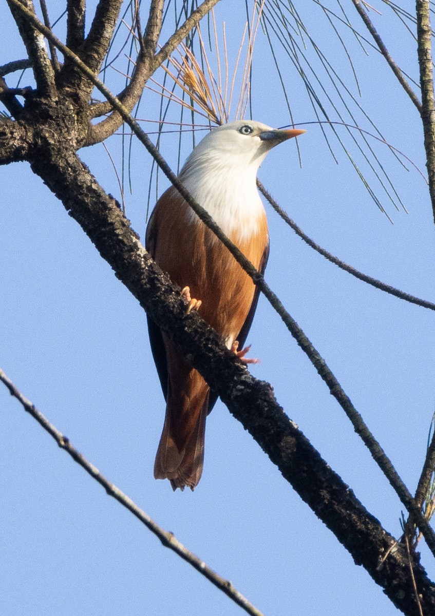 Malabar Starling - ML645652427