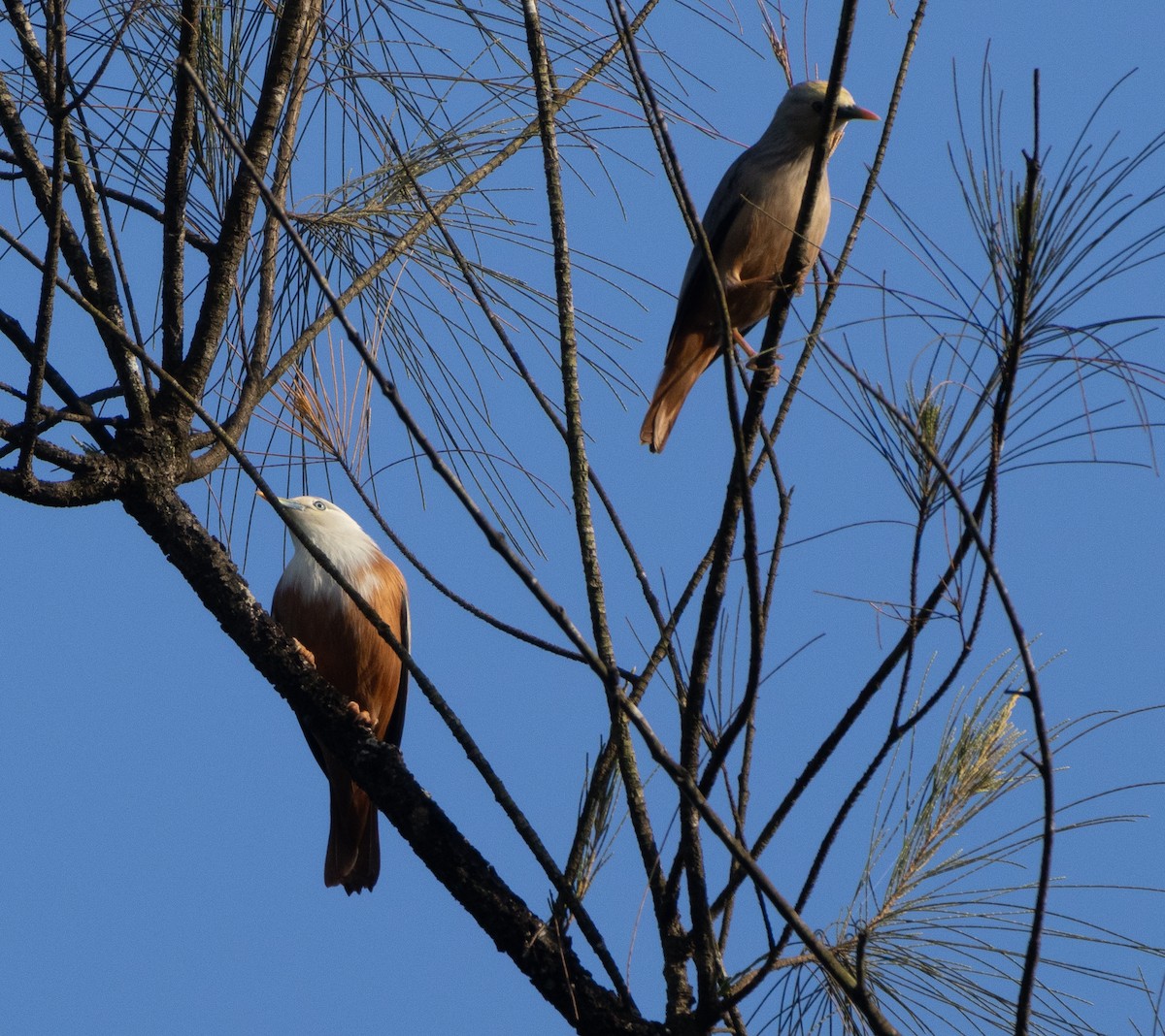 Malabar Starling - ML645652428
