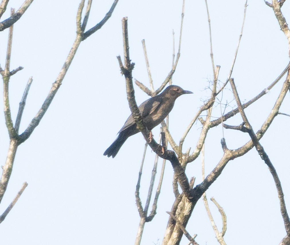 Indian Blackbird - ML645652429