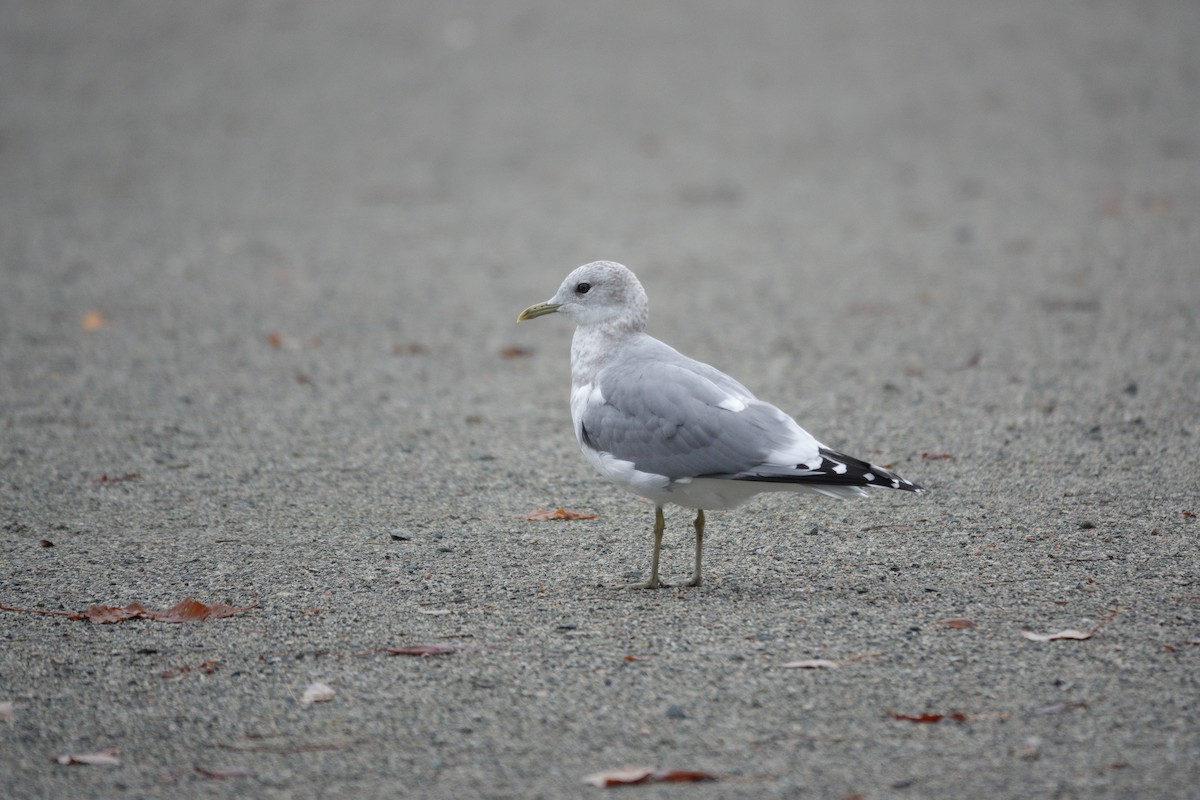 Short-billed Gull - ML645652432