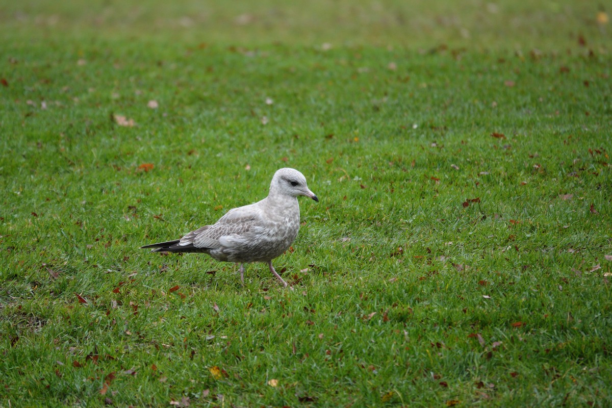 Short-billed Gull - ML645652433