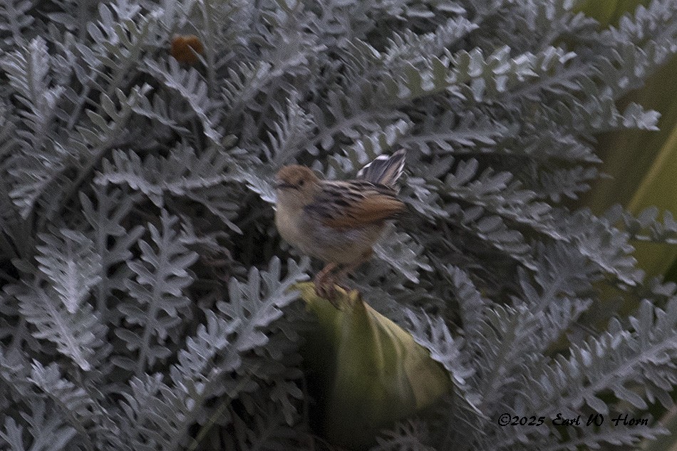 扇尾鶯屬 - ML645652434