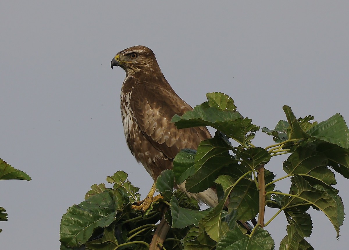 Common Buzzard - ML645652437