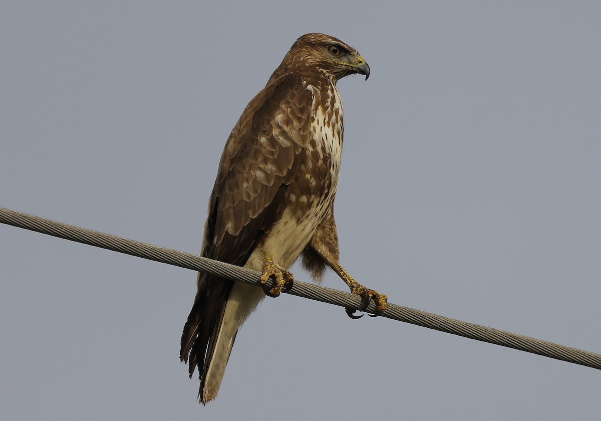 Common Buzzard - ML645652438